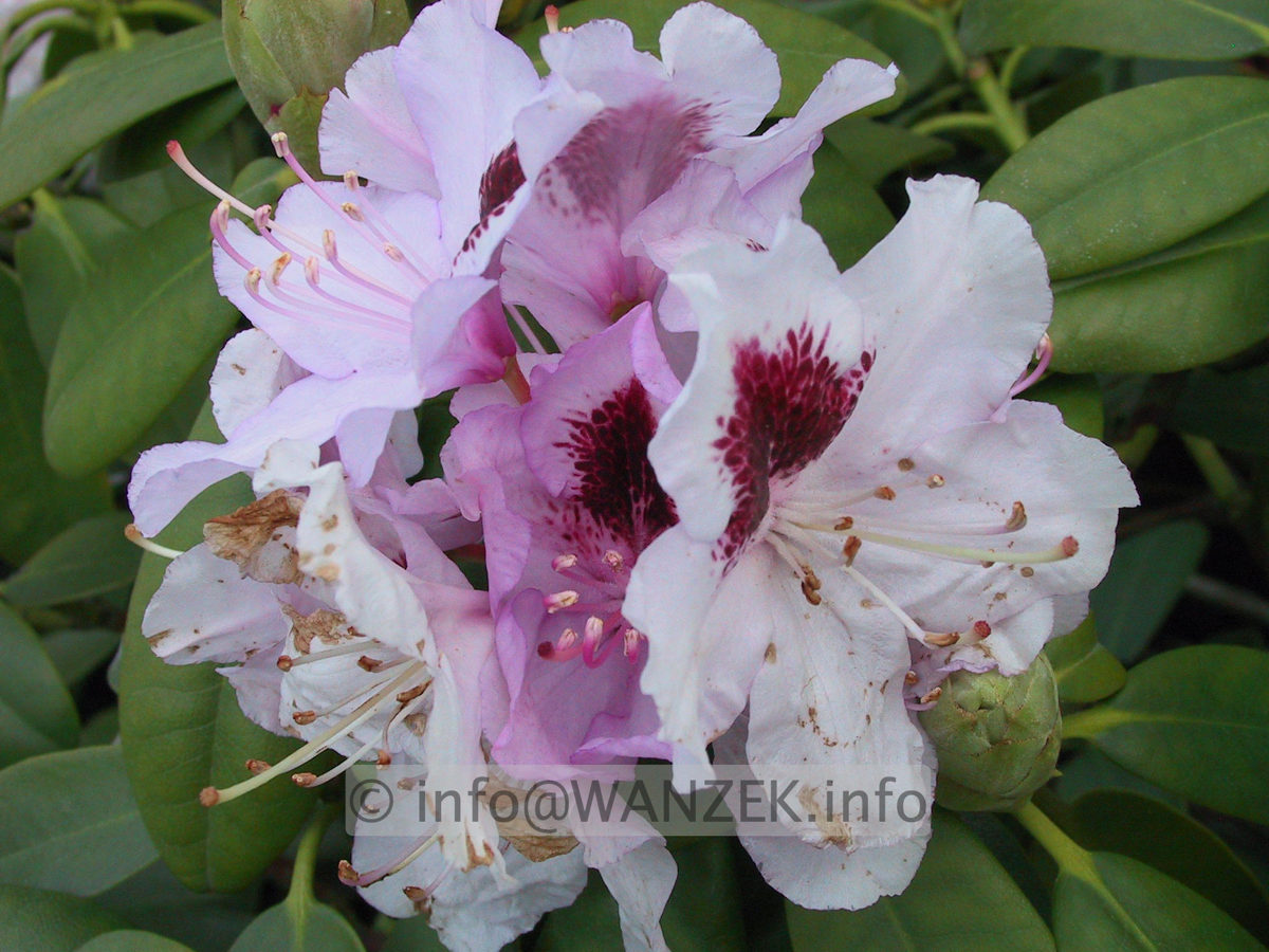 Rhododendron Kokardia 09.JPG